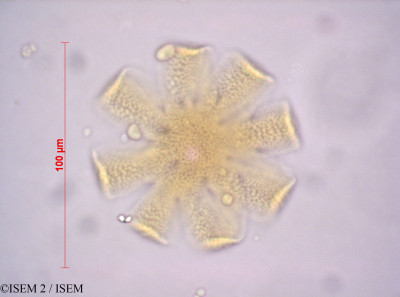 ISEM 2/Dicerocaryum_zanguebarium_10279/Dicerocaryum_zanguebarium_10279_0001(copy)_thumb.jpg